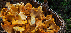 Cogumelos | AVC e alimentação | Holmes Place 