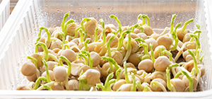 Alimentos Germinados | Nutrição | Holmes Place