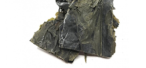 Kombu | Algas | Alimentação | Nutrição | Holmes Place