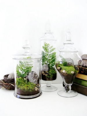 planta1