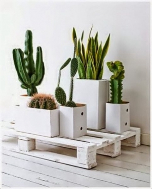 planta4