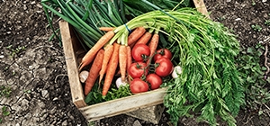 dieta produtos orgânicos 4